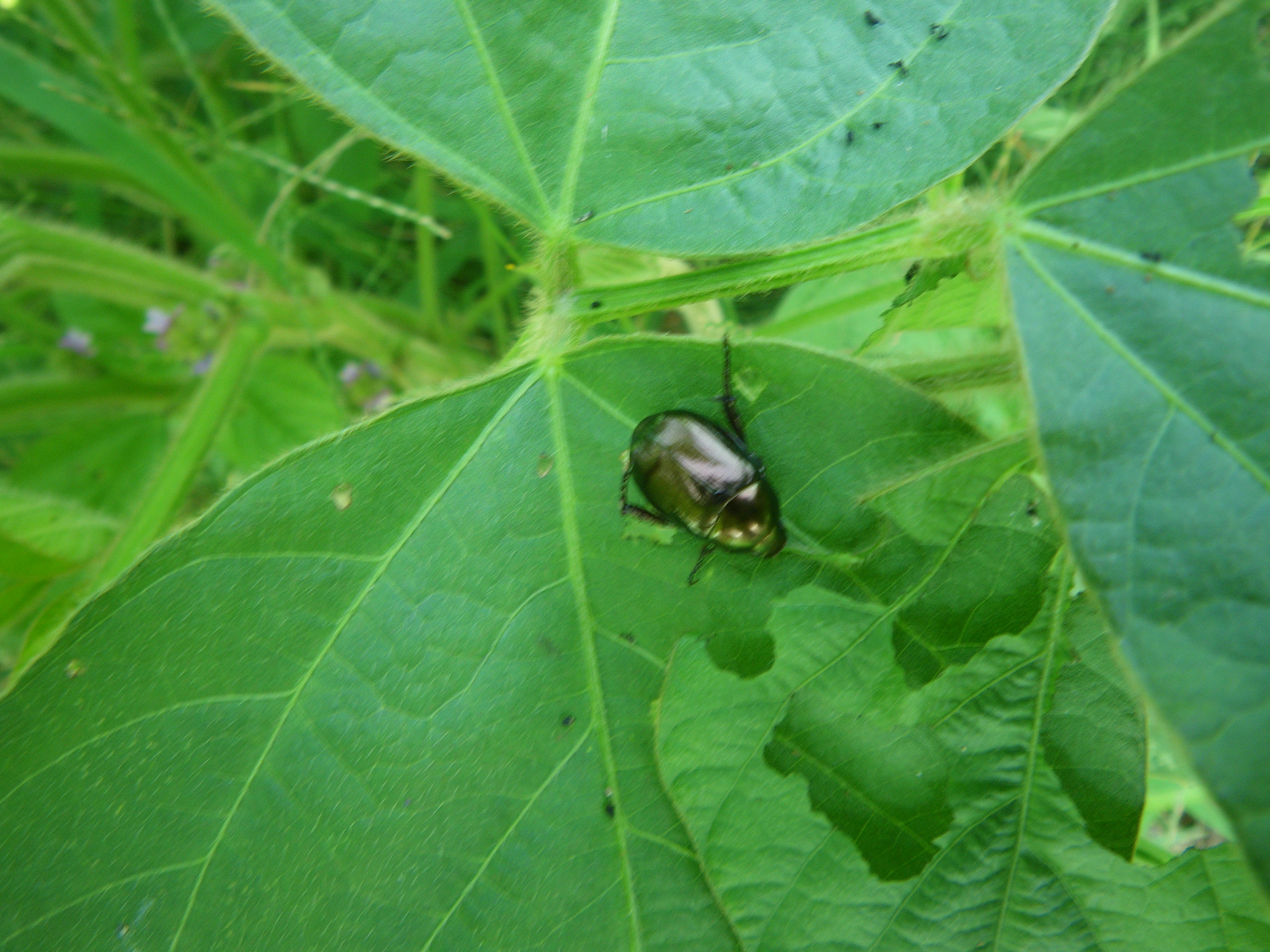 大豆 食害 ドウガネブイブイ えれぐりのぐりろぐ 家庭菜園のキロクetc