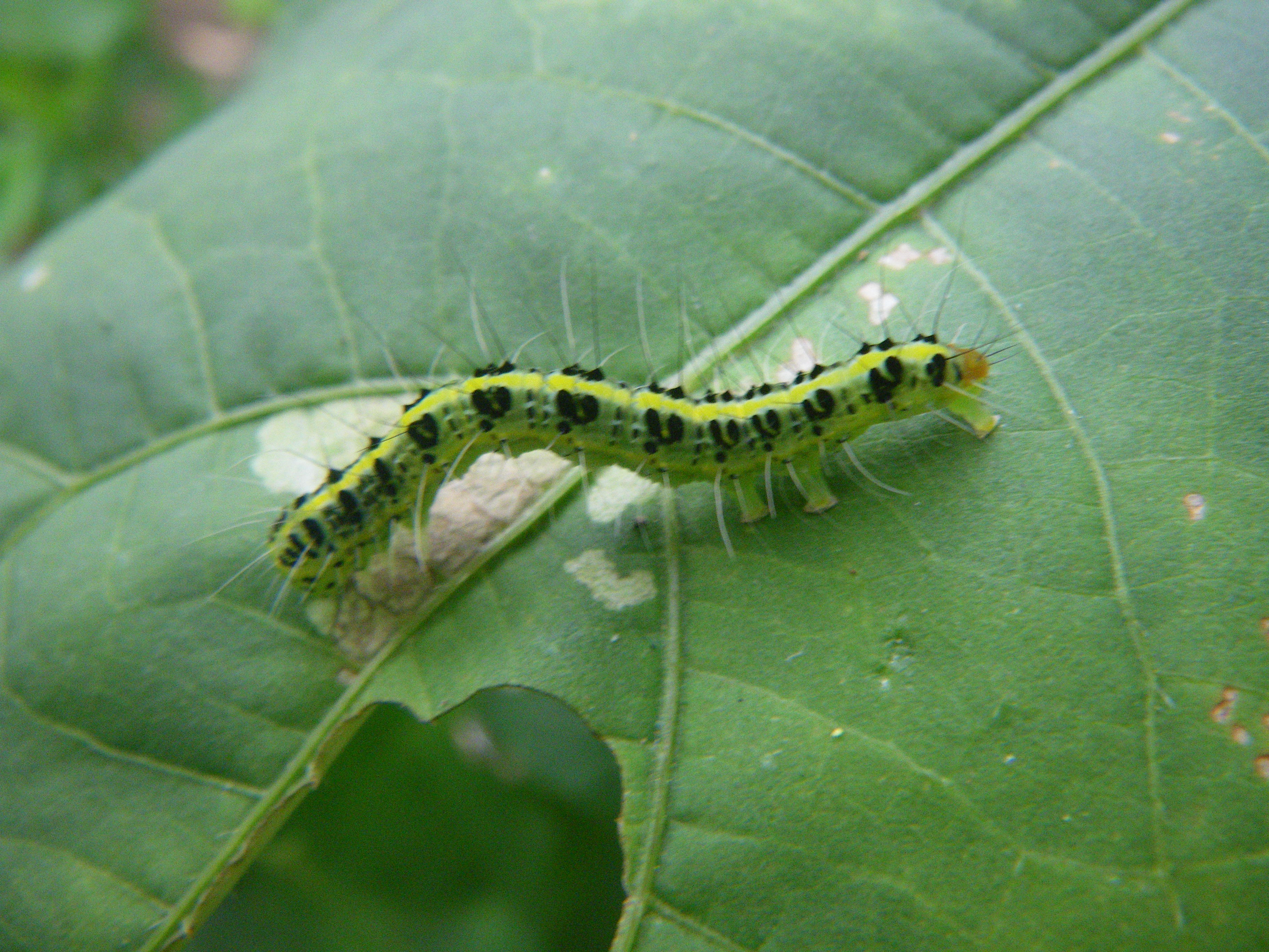 オクラ 害虫 フタトガリコヤガ えれぐりのぐりろぐ 家庭菜園のキロクetc
