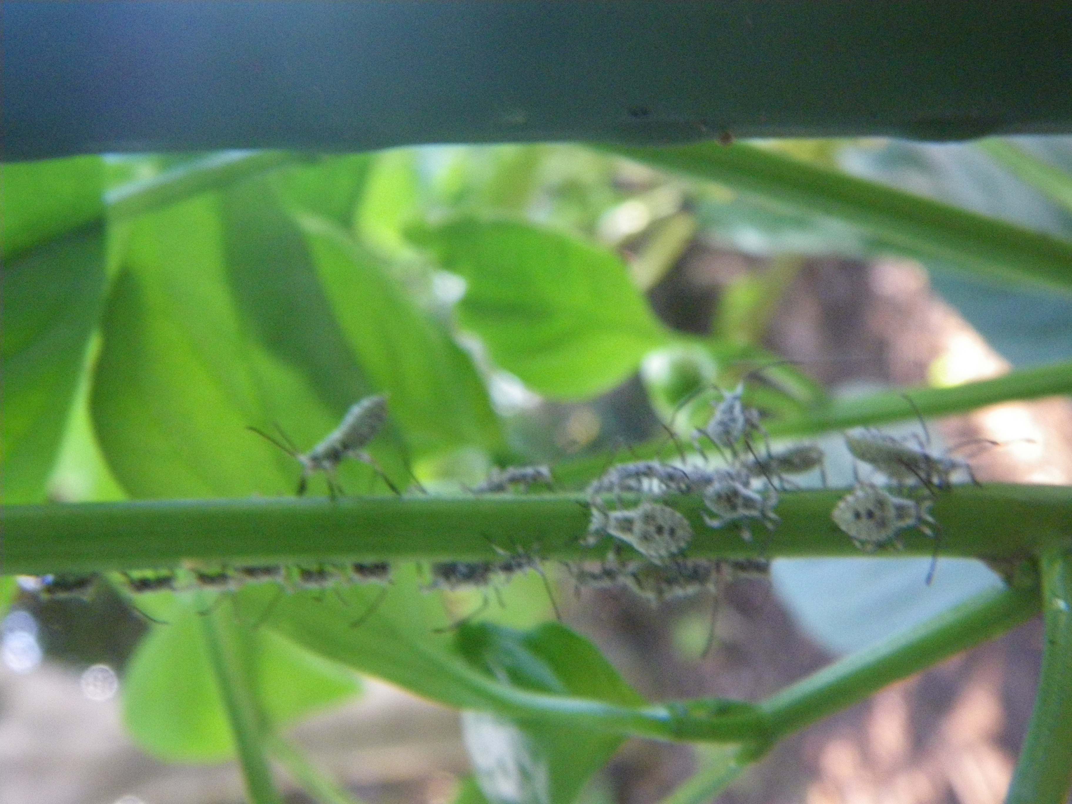 ピーマン 害虫 ホオズキカメムシ えれぐりのぐりろぐ 家庭菜園のキロクetc