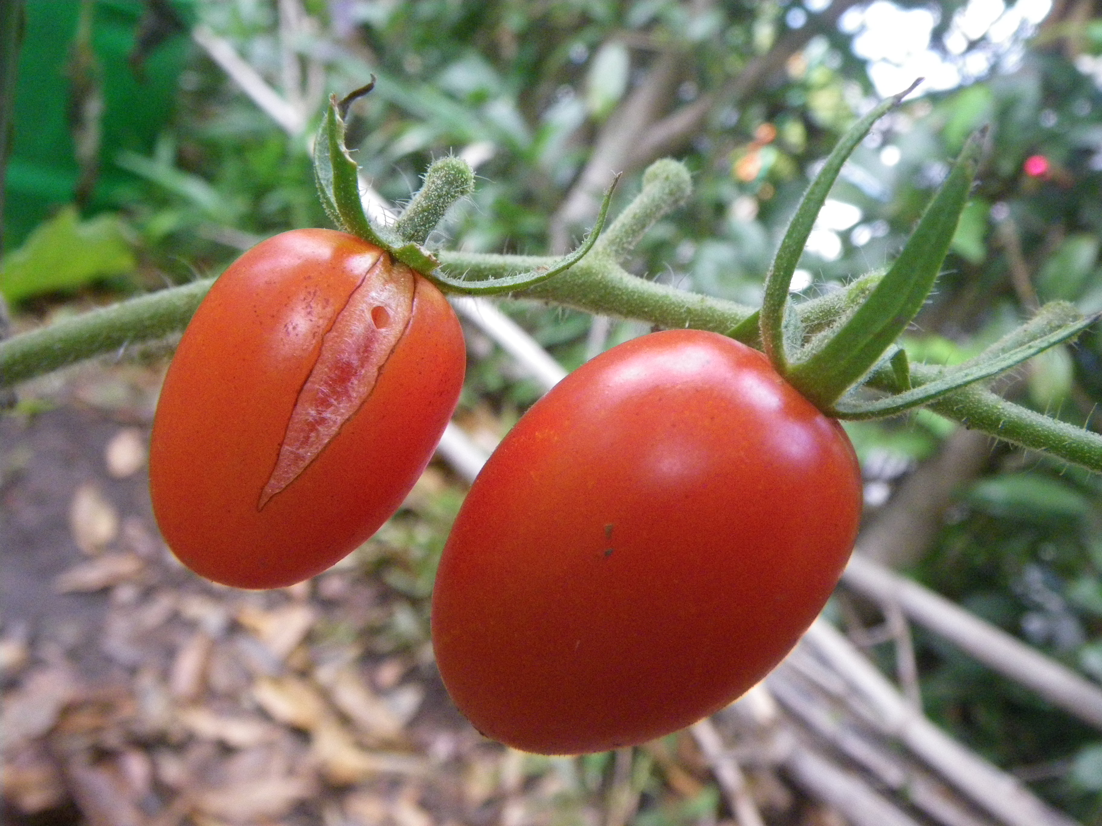ミニトマト 実割れ 収穫 えれぐりのぐりろぐ 家庭菜園のキロクetc